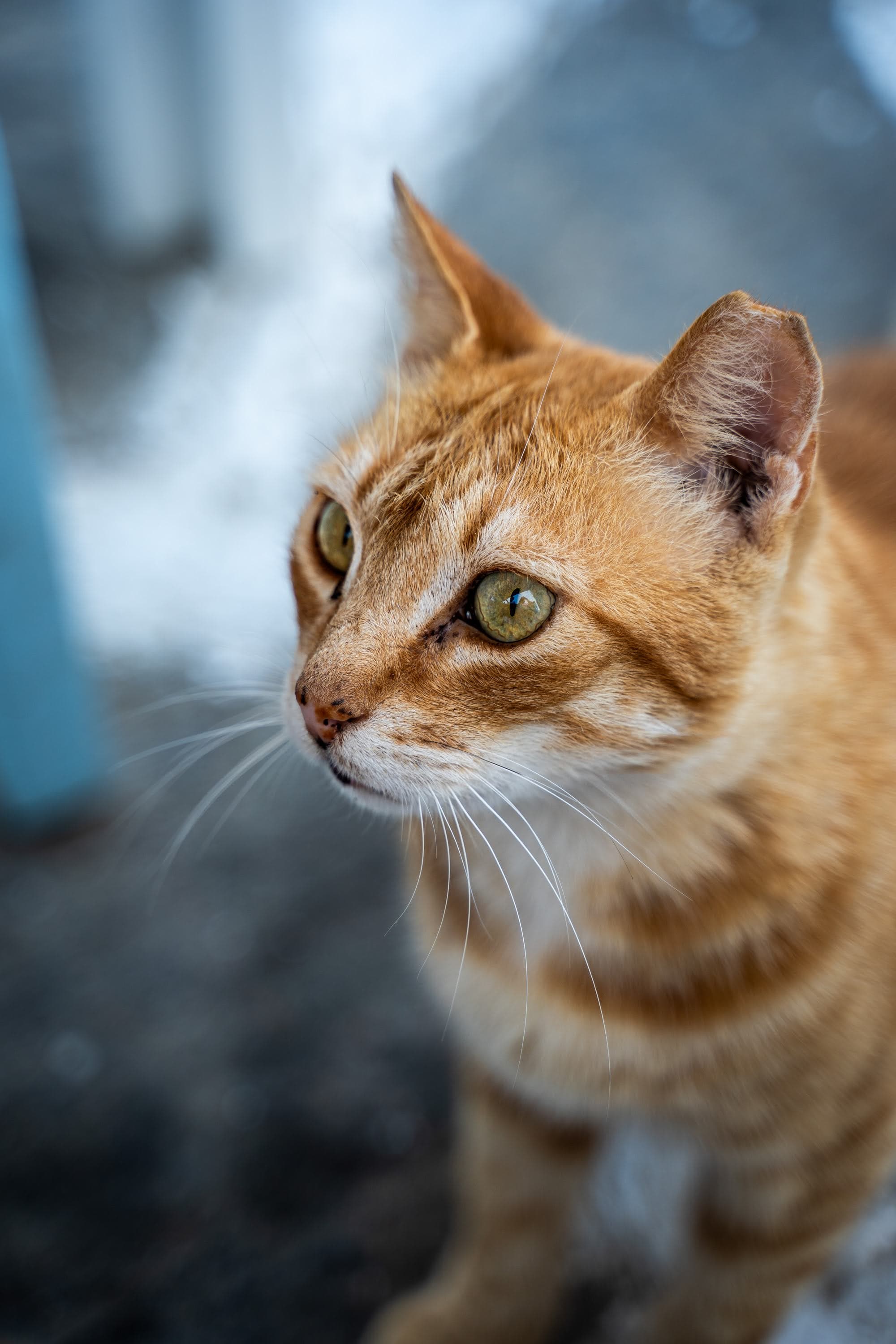 cat