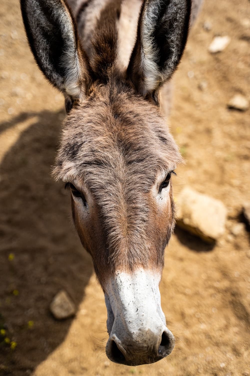 donkey