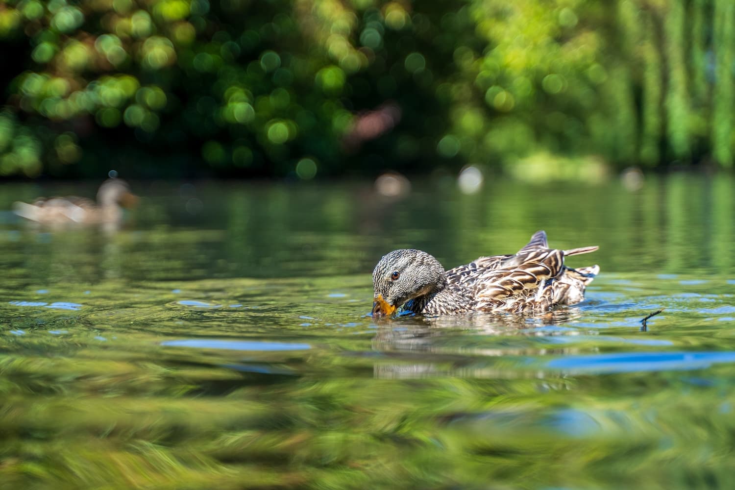 duck