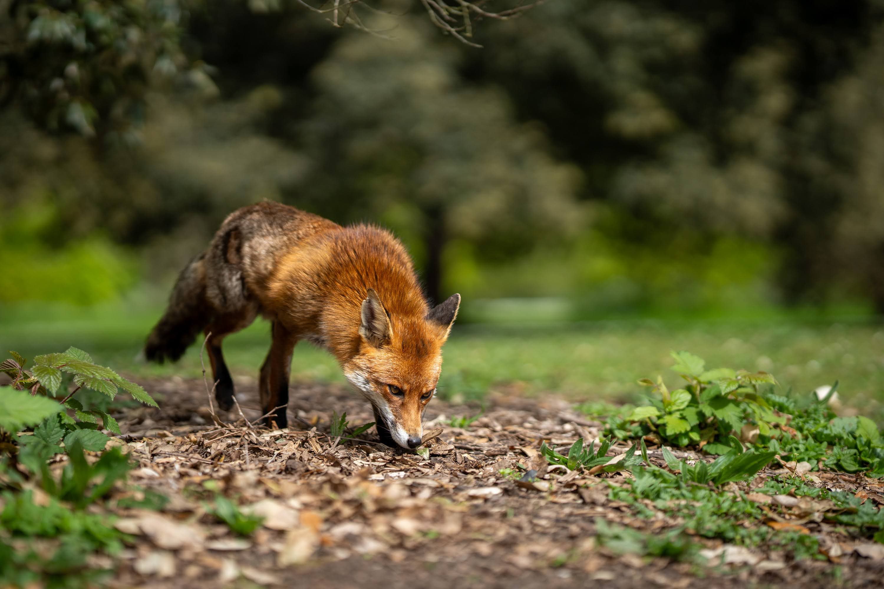 fox