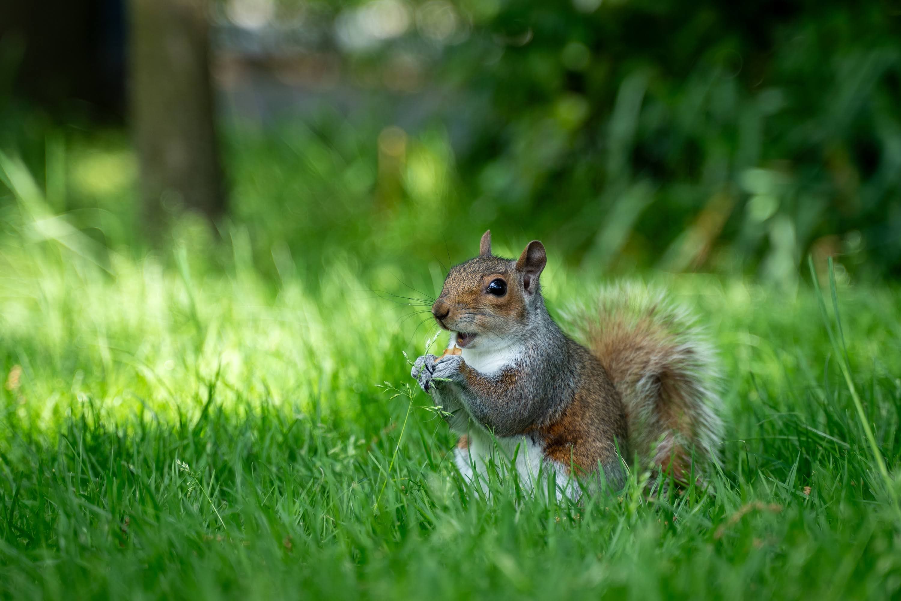 squirrel
